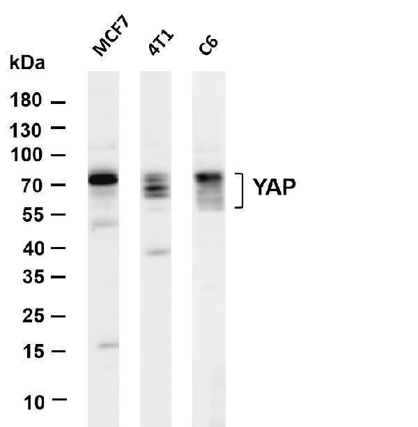 m00116 1 yap1 primary antibodies wb testing 1