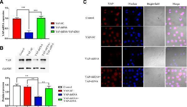 YAP knockdowned significantly decreased YAP expression at mRNA ( a ) and protein ( b ) levels in Hep-2 cells