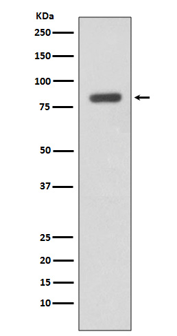 m00118 1 wb