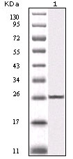 m00118 2 ikbkb primary antibodies wb testing 2