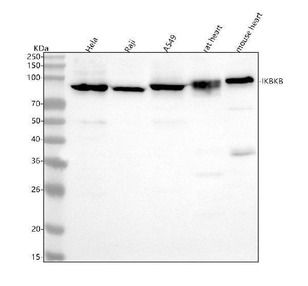 m00118 ikbkb primary antibodies wb testing 1