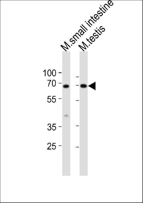 Western blot analysis of lysates from mouse small intestine, mouse testis tissue lysate (from left to right), using Klf4 Antibody (Center)