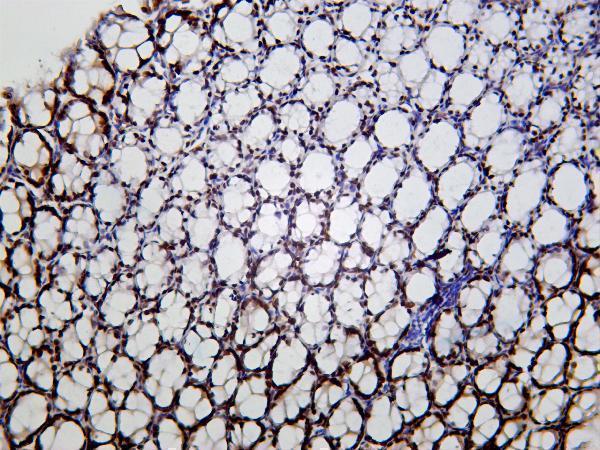 Mouse colon was stained with Anti-KLF4 rabbit antibody