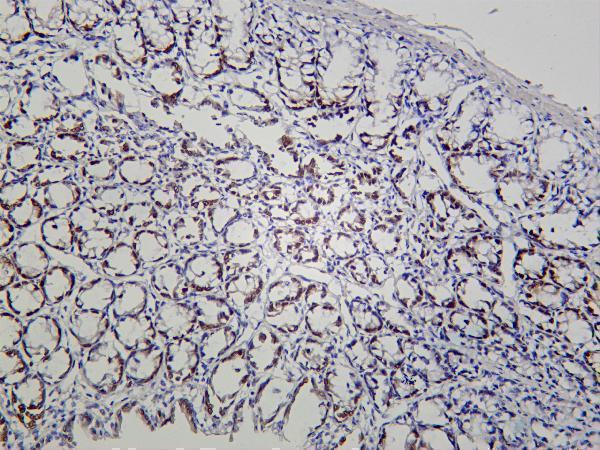 Rat colon was stained with Anti-KLF4 rabbit antibody