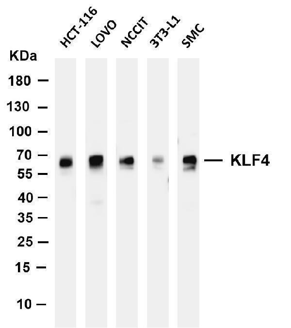 m00120 3 klf4 primary antibodies wb testing 1