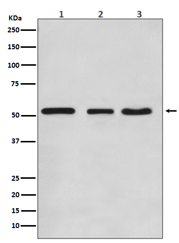 Western blot analysis of KLF4 expression in (1) HeLa cell lysate; (2) NIH/3T3 cell lysate; (3) C6 cell lysate