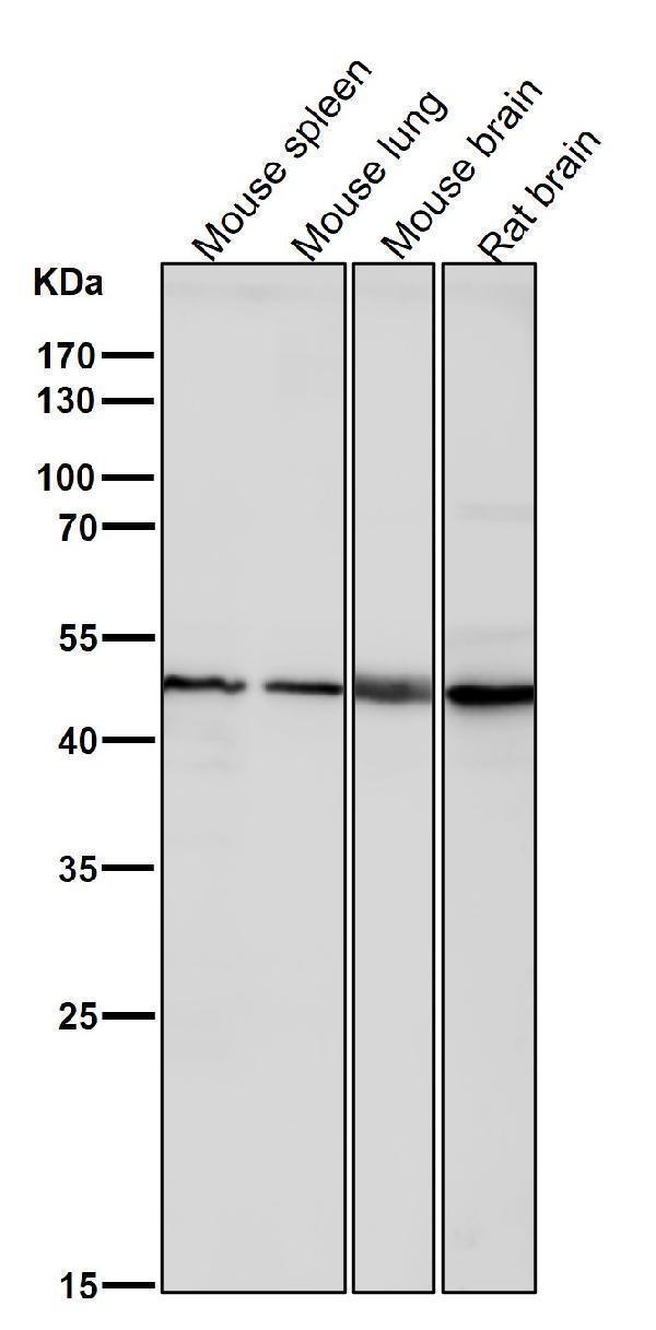 All lanes use the Antibody at 1:2K dilution for 1 hour at room temperature