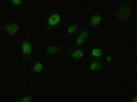 m00121 2 anti fgf2 mouse monoclonal antibody clone id oti3d9 if testing 4