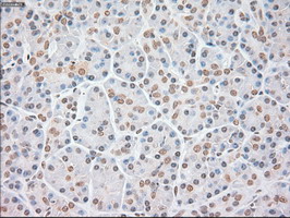 Immunohistochemical staining of paraffin-embedded Human pancreas tissue within the normal limits using anti-BFGF mouse monoclonal antibody