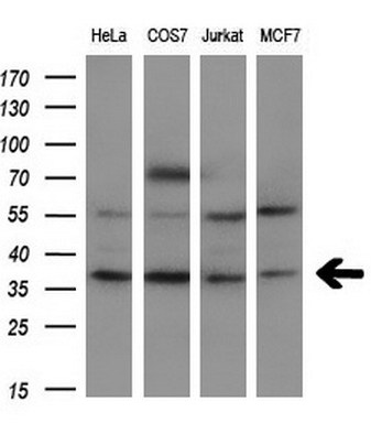 Western blot analysis of extracts (10ug) from 4 different cell lines by using anti-BFGF monoclonal antibody at 1:200 dilution