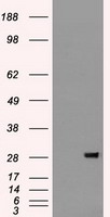 HEK293T cells were transfected with the pCMV6-ENTRY control (Left lane) or pCMV6-ENTRY BFGF (Right lane) cDNA for 48 hrs and lysed