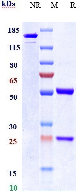 Anti-FGF2 Reference Antibody (HuGAL-F2) on SDS-PAGE under reducing (R) condition