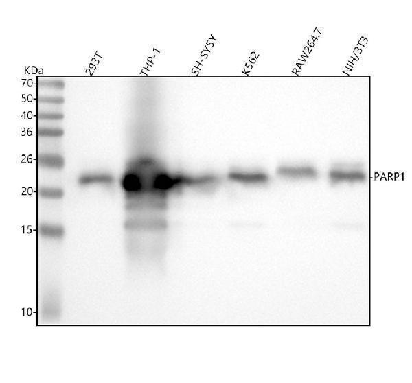  Western blot analysis of PARP1 using anti-PARP1 antibody (M00122-1)