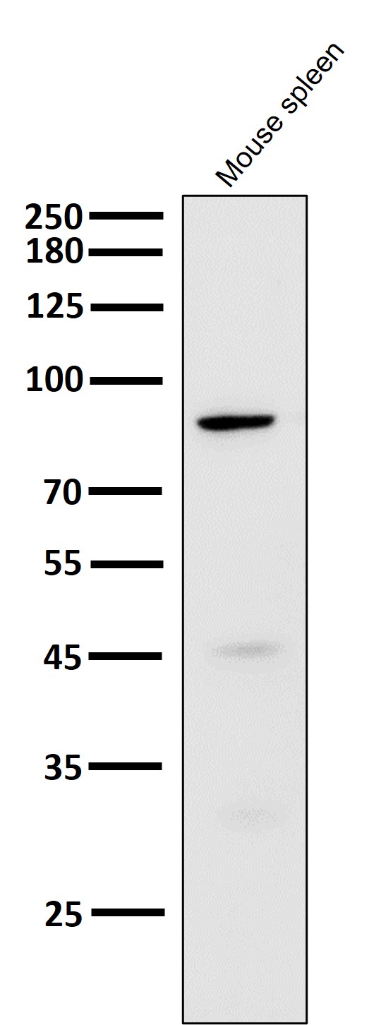 All lanes use the Antibody at 1:6K dilution for 1 hour at room temperature