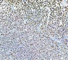 m00122 3 parp1 primary antibodies ihc testing 6_1