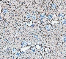 m00122 3 parp1 primary antibodies ihc testing 7_1