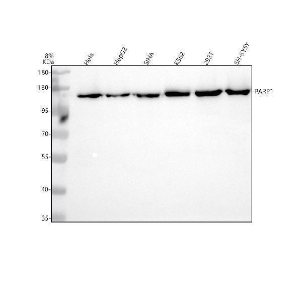 Western blot analysis of PARP1 using anti-PARP1 antibody (M00122-3)