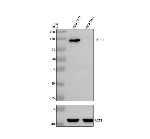 Western blot analysis of PARP1 using anti-PARP1 antibody (PB9309)