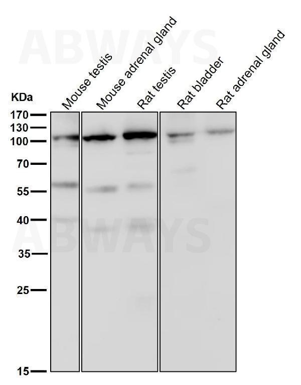 All lanes use the Antibody at 1:2000 dilution for 1 hour at room temperature