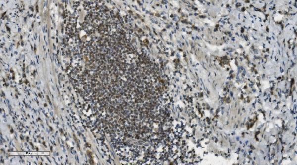 m00122 4 parp primary antibodies ihc testing 3