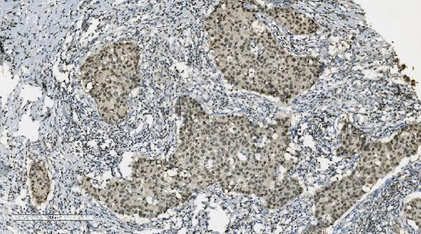 m00122 4 parp primary antibodies ihc testing 4