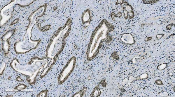 m00122 4 parp primary antibodies ihc testing 5