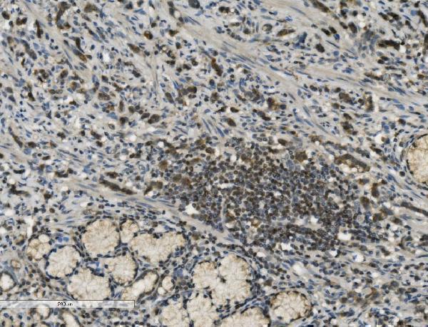 m00122 4 parp primary antibodies ihc testing 6