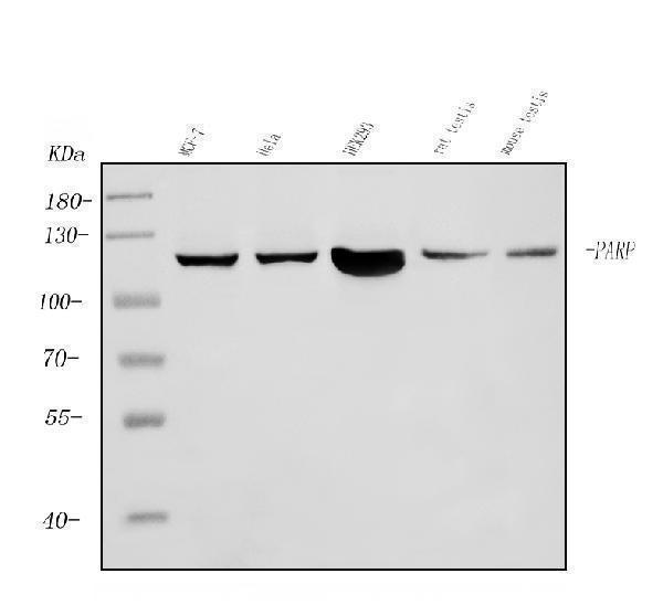 m00122 4 parp primary antibodies wb testing 1