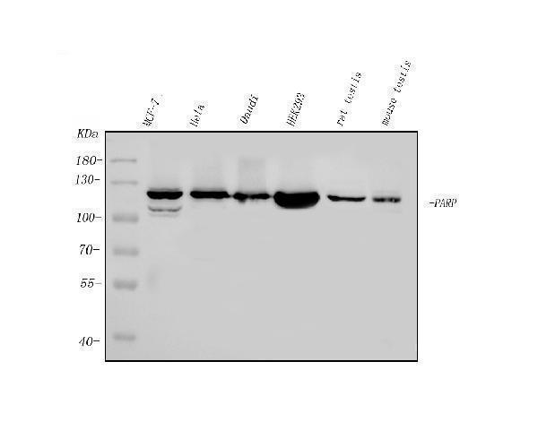  Western blot analysis of PARP using anti-PARP antibody (M00122-5)