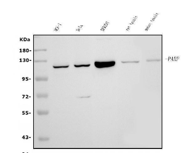 m00122 6 parp primary antibodies wb testing 1