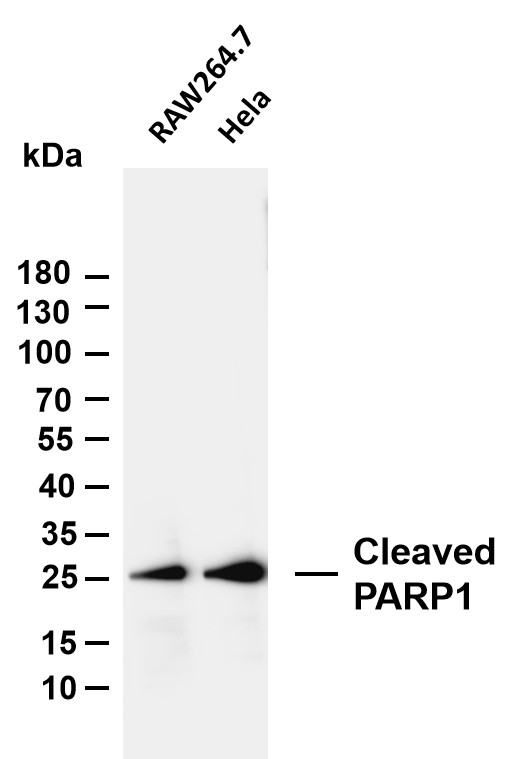 Various whole cell lysates were separated by 4-20% SDS-PAGE, and the membrane was blotted with anti-Cleaved PARP1 antibody