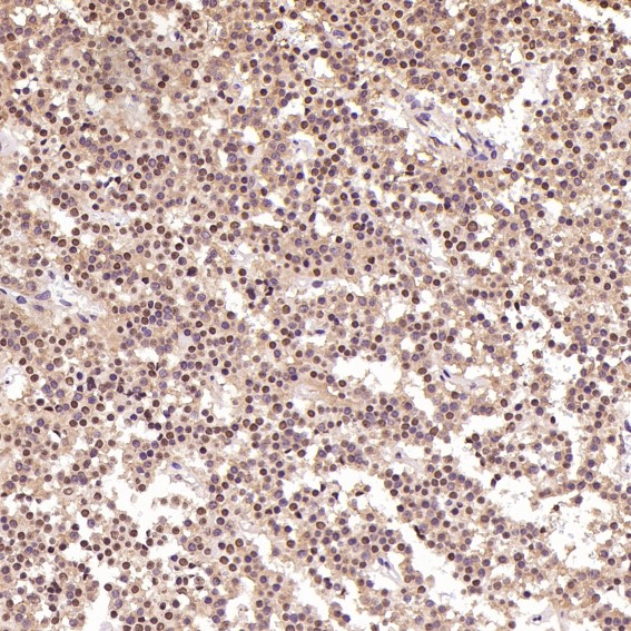 m00122 ihc9
