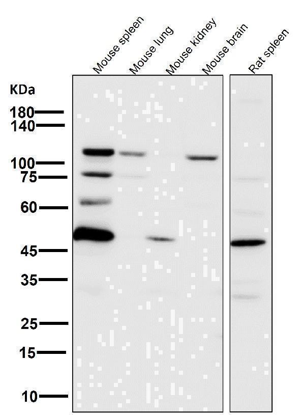 All lanes use the Antibody at 1:6K dilution for 1 hour at room temperature