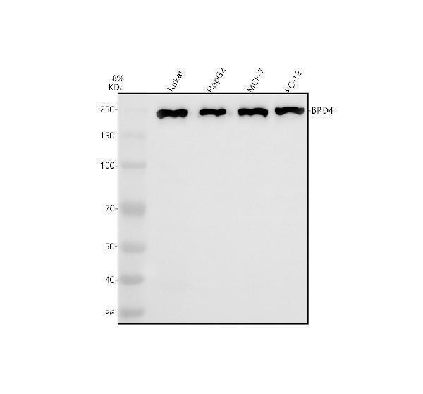  Western blot analysis of Brd4 using anti-Brd4 antibody (M00123)