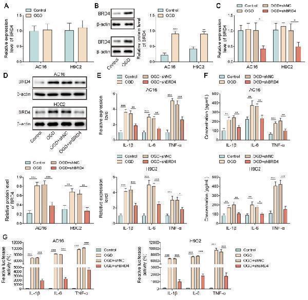 O-GlcNAcylation of BRD4 inhibited NF-κB p65-mediated transcription of pro-inflammatory cytokines