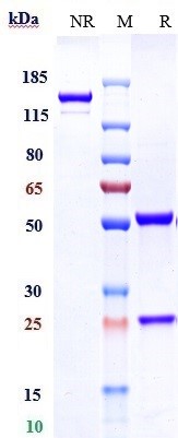 Anti-IL-18 Reference Antibody (Camoteskimab) on SDS-PAGE under reducing (R) condition