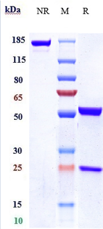 Anti-IL-18 Reference Antibody (GSK 1070806) on SDS-PAGE under reducing (R) condition