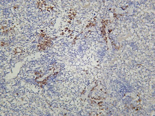 Mouse spleen was stained with Anti-IL18 rabbit antibody