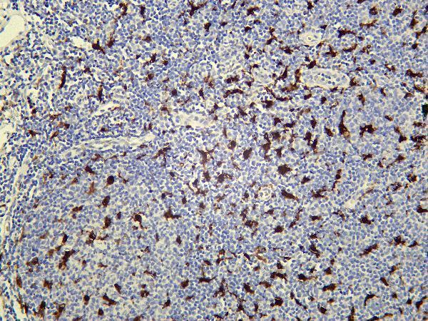 Human tonsil was stained with Anti-IL18 rabbit antibody