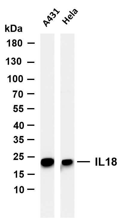 Various whole cell lysates were separated by 4-20% SDS-PAGE, and the membrane was blotted with anti-IL18 antibody