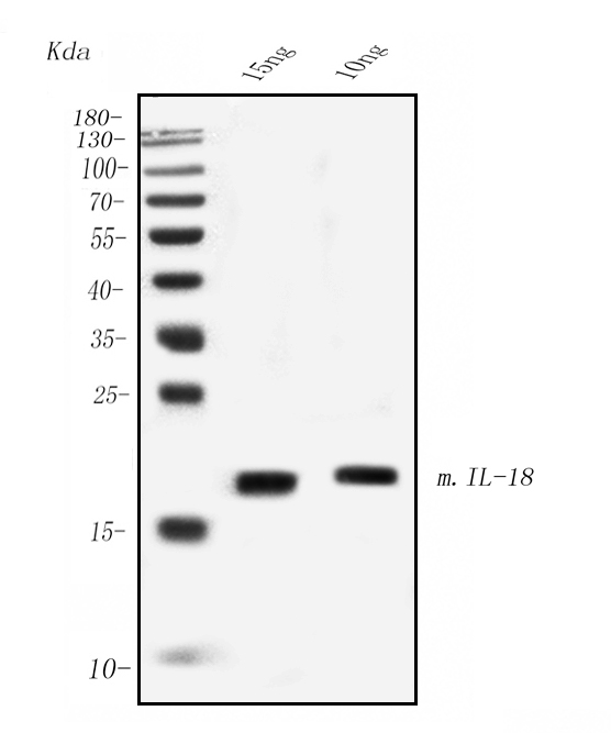  Western blot analysis of IL-18 using anti-IL-18 antibody (M00124)