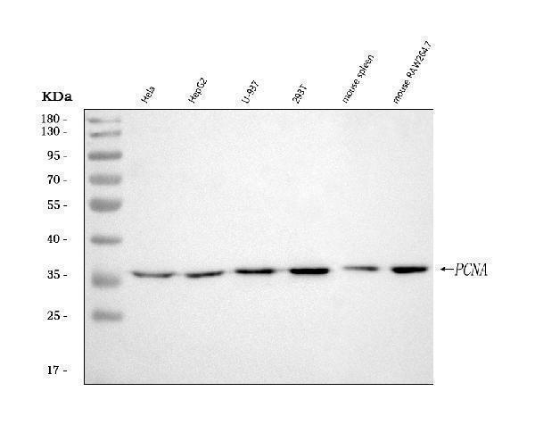  Western blot analysis of PCNA using anti-PCNA antibody (M00125-1)