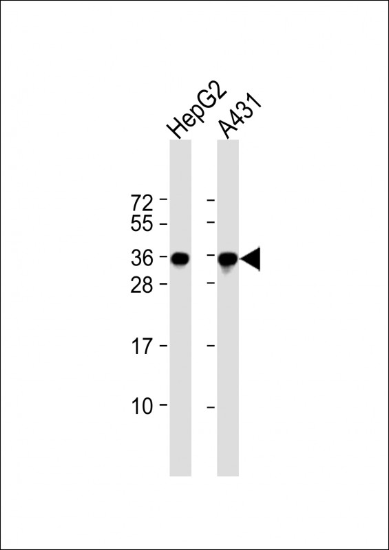 All lanes : Anti-PCNA Antibody at 1:2000 dilutionLane 1: HepG2 whole cell lysateLane 2: A431 whole cell lysateLysates/proteins at 20 µg per lane