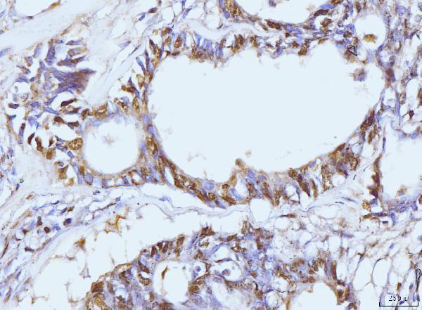  IHC analysis of PCNA using anti-PCNA antibody (M00125-3)