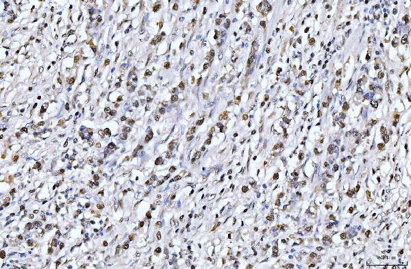 m00125 3 pcna primary antibodies ihc testing 4