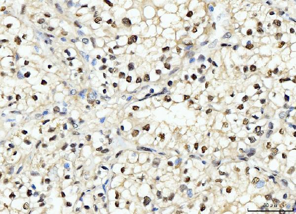 m00125 3 pcna primary antibodies ihc testing 6