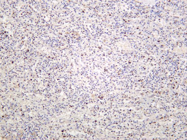 Human spleen was stained with anti-PCNA rabbit antibody
