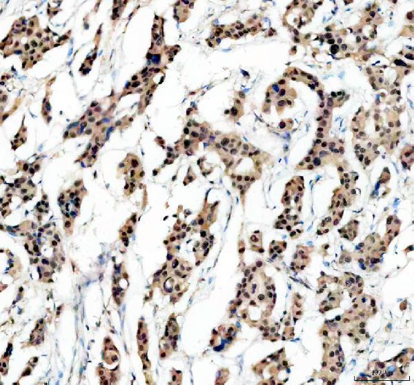 m00126 mlh1 primary antibodies ihc testing 1