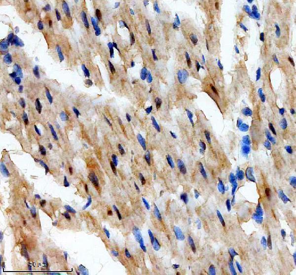 m00126 mlh1 primary antibodies ihc testing 4