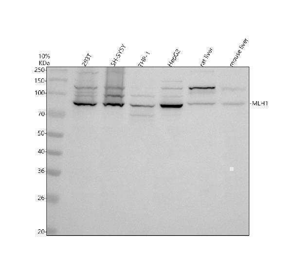 m00126 mlh1 primary antibodies wb testing 1_1